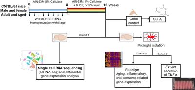 Dietary Fiber as a Counterbalance to Age-Related Microglial Cell Dysfunction